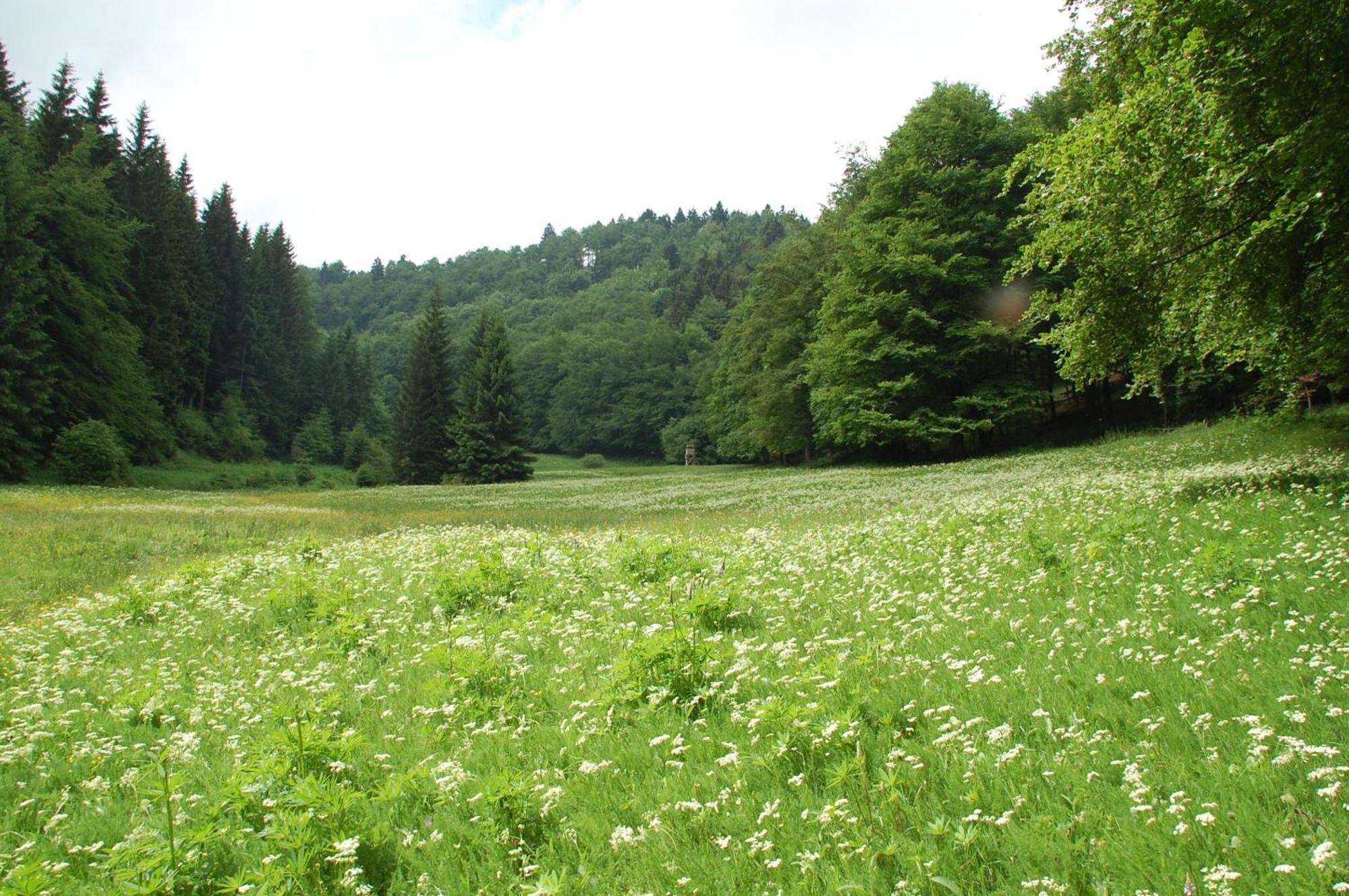 Gasthof 'Zum Reifberg' 일메나우 외부 사진